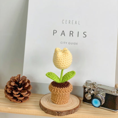 Indoor succulent decoration for table