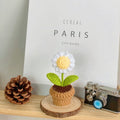 B Style White Daisy Potted Plant